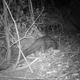 Image for article titled Scientists have found an endangered species of elephant in South Sudan for the first time